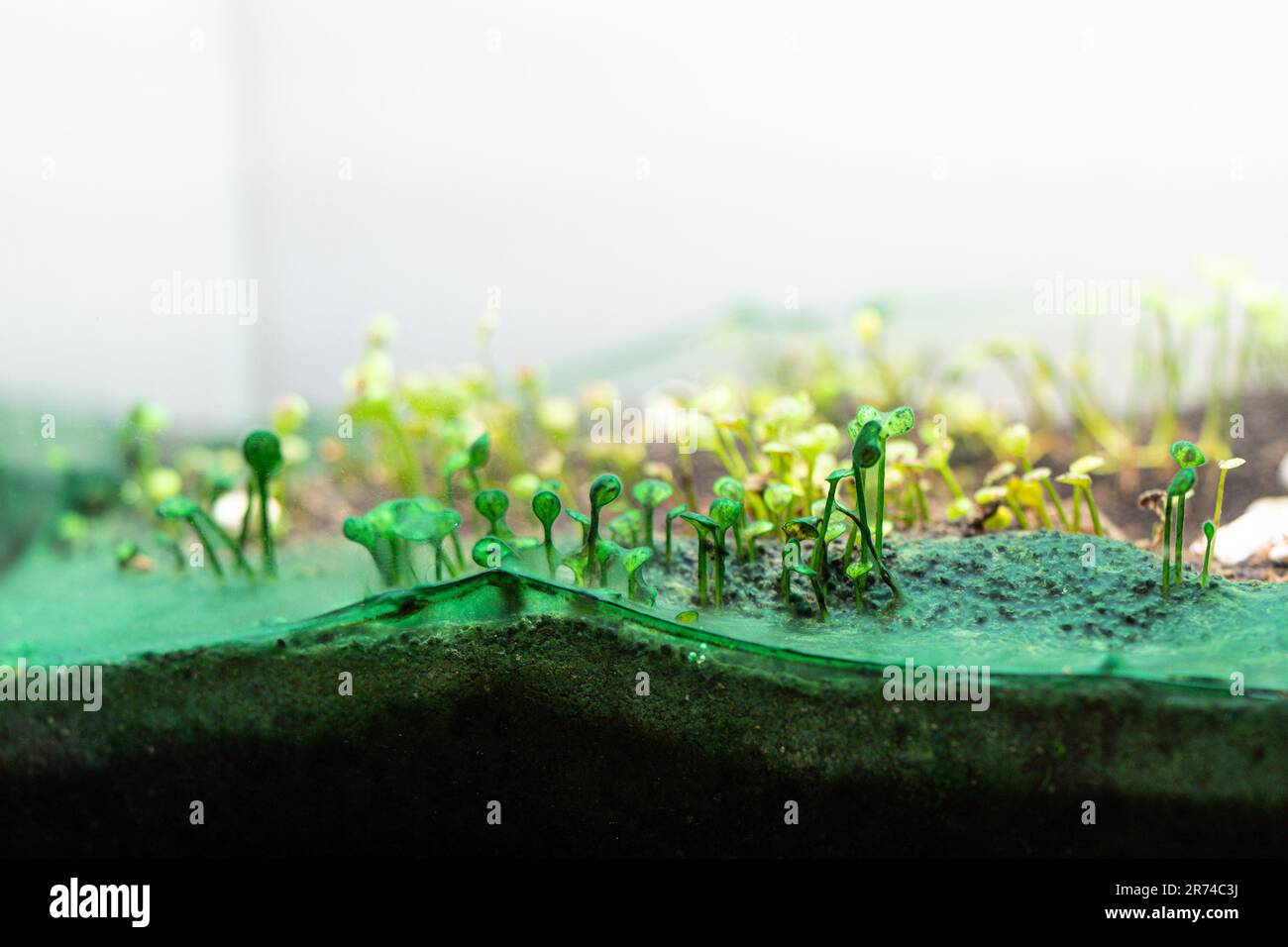 Bluegreen algae in the home planted aquarium. A closeup shot of