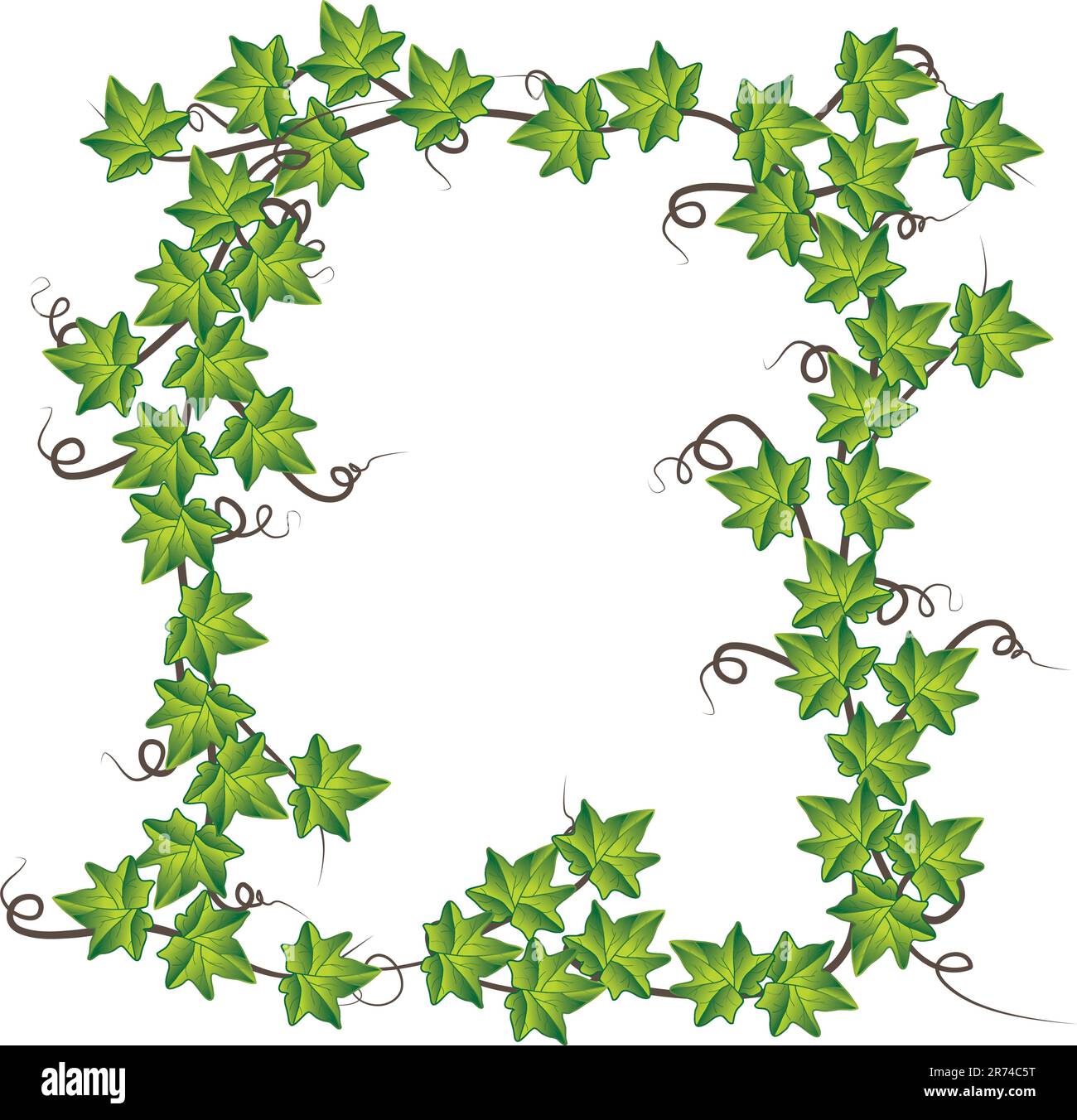 Green ivy. Vector Illustration Green ivy. Vector Illustration Stock ...