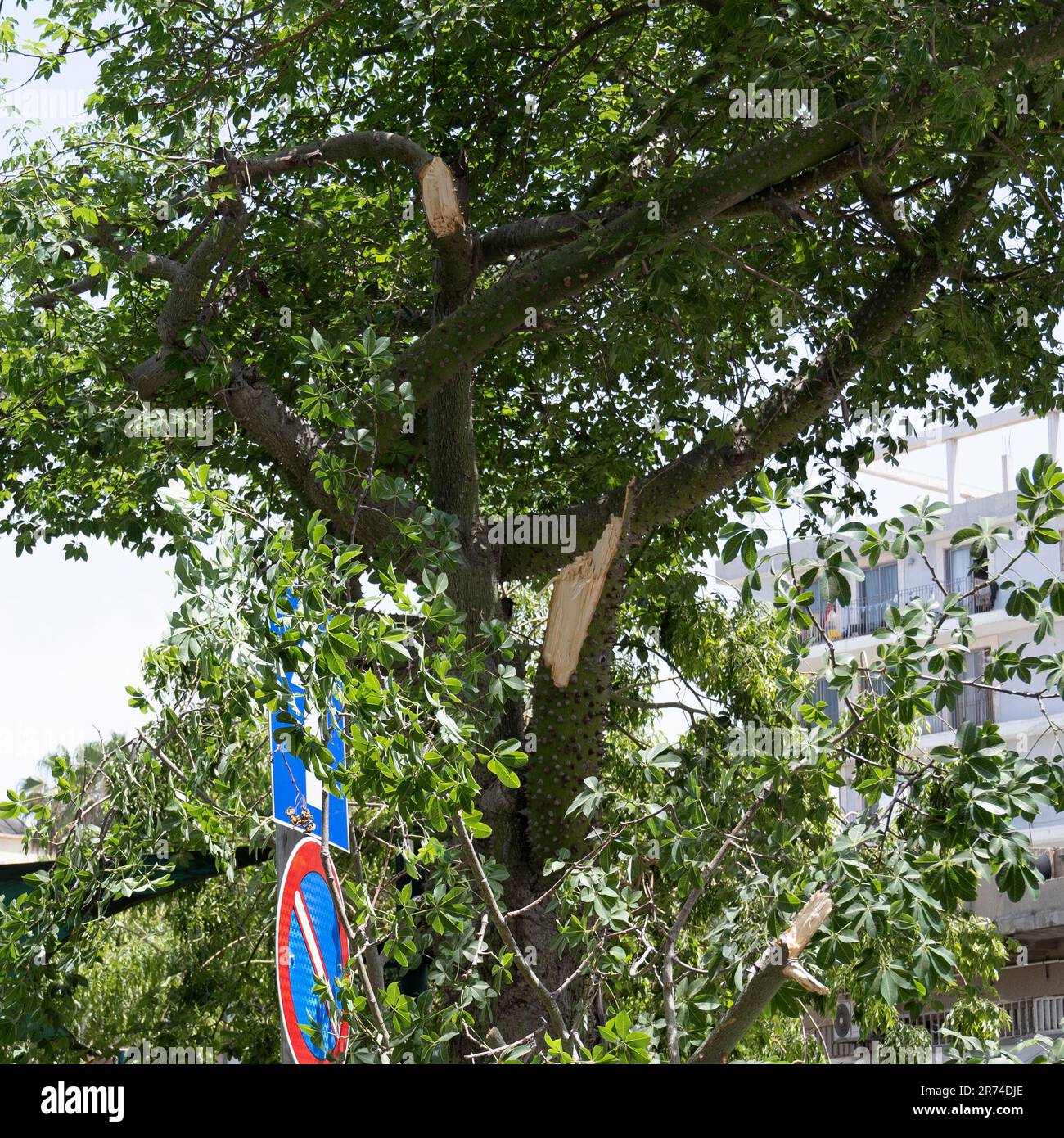 A heavy branch broke off a large Silk Floss or Floss-Silk tree (Ceiba speciosa, formerly Chorisia speciosa), is a member of the bombax family (Bombaca Stock Photo