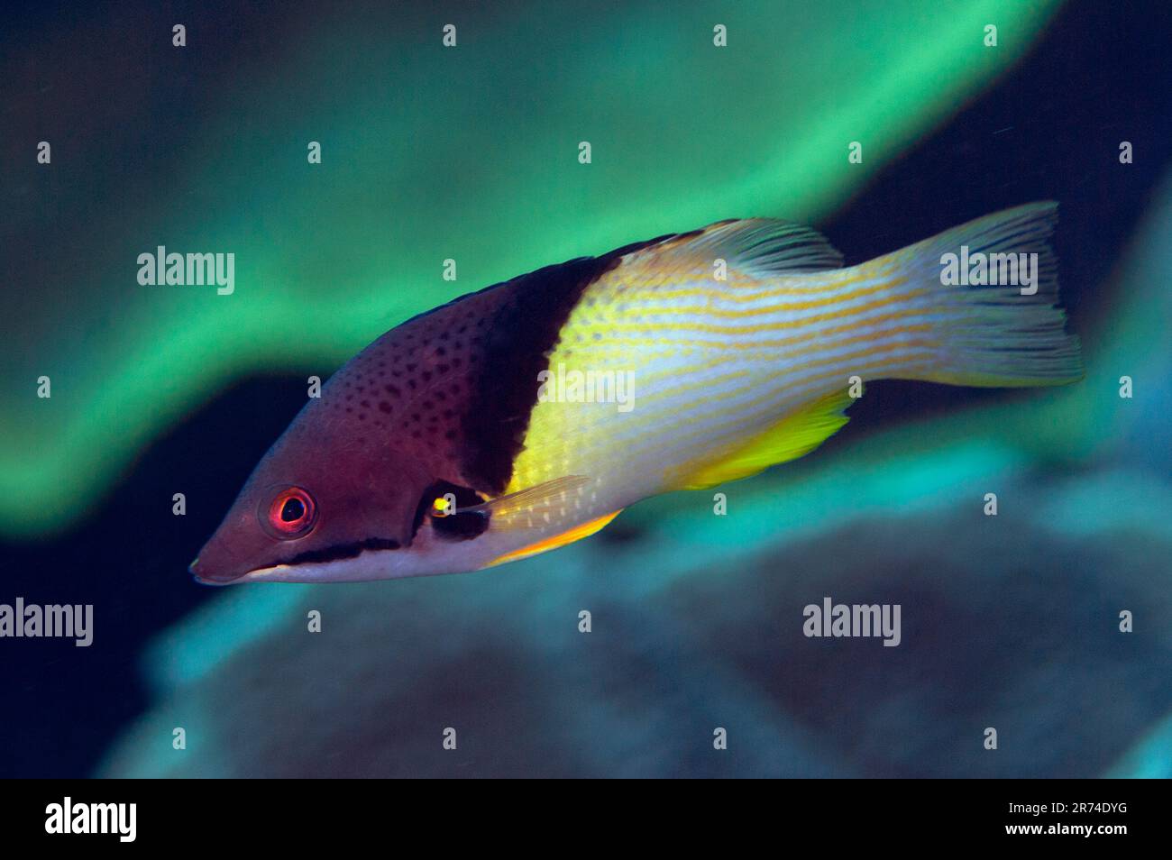 Blackbelt Hogfish, Bodianus mesothorax, Surai River, Wetar Island, Moluccas, Indonesia Stock
