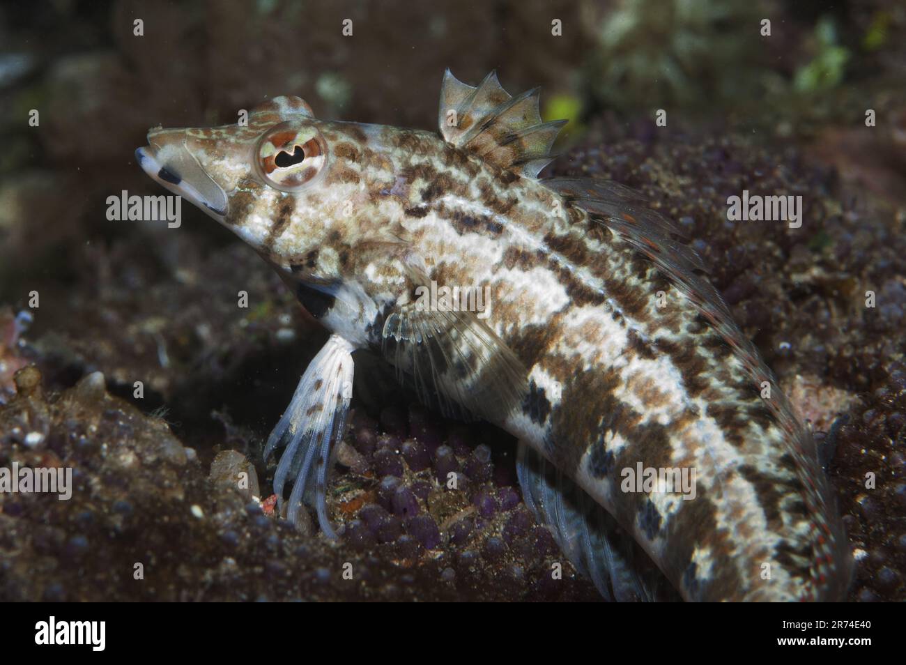 Sharpnose Sandperch, Parapercis cylindrica, Kalabahi Bay, Alor, Banda Sea, Indonesia Stock Photo