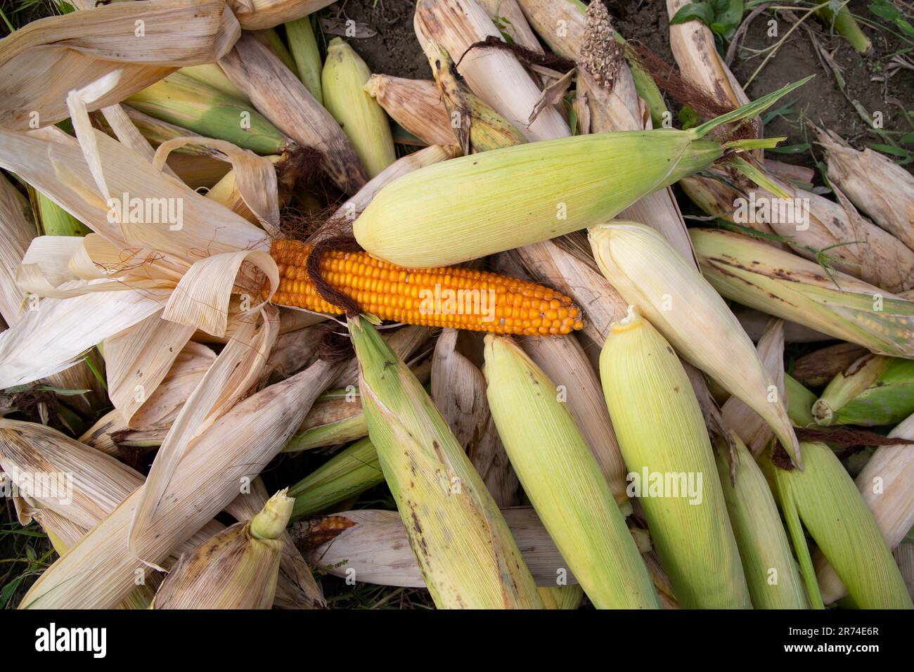 an agriculture texture background concept of ripe organic Corn cobs in ...