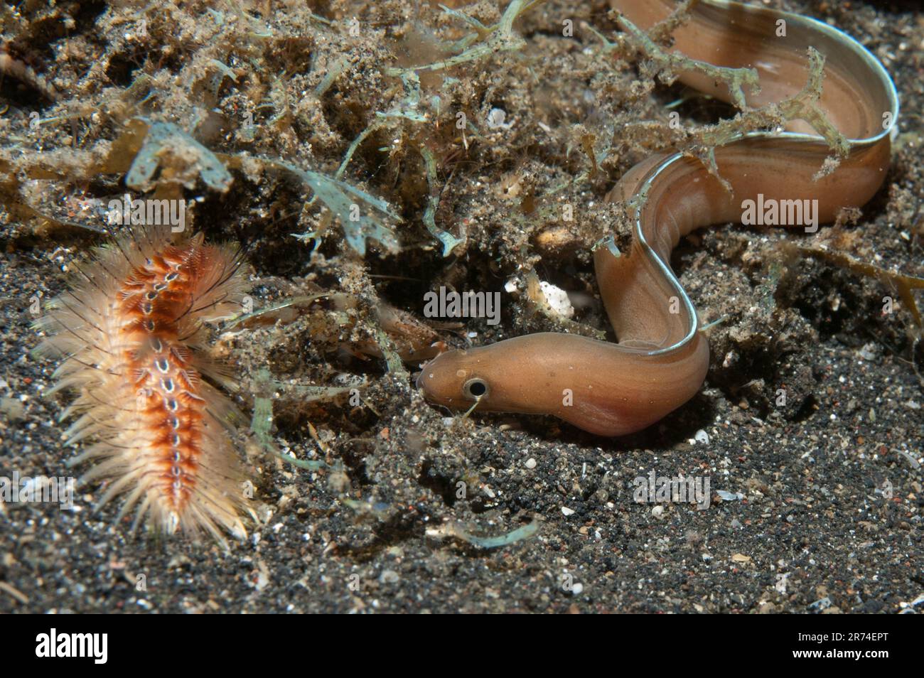 Golden Fire Worm, Chloeia flava, by freeswimming White-margined Moray, Gymnothorax albimarginatus, Night dive, Aer Perang dive site, Lembeh Straits, S Stock Photo