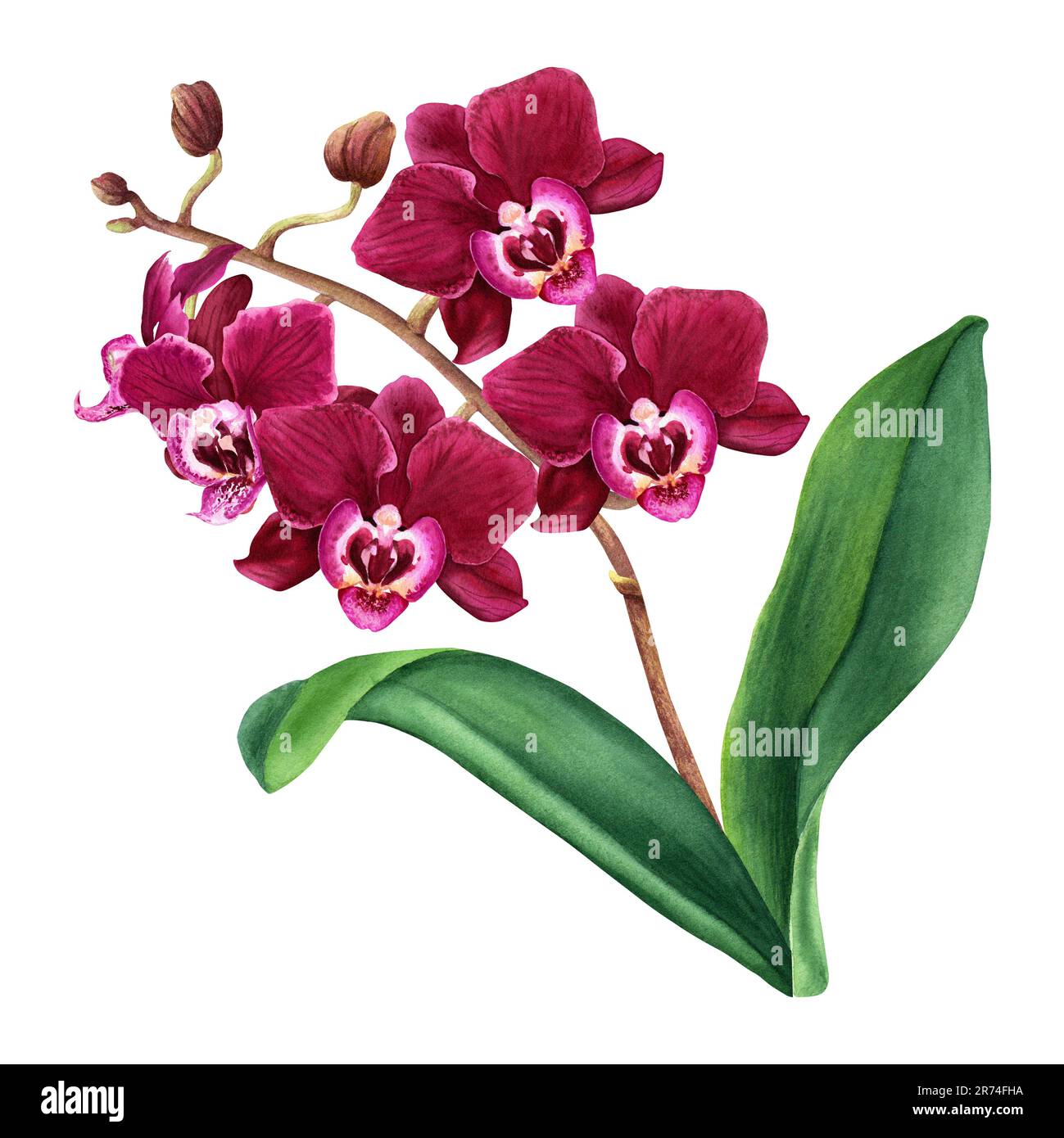 Orchid flower plant with blooms and leaves. Watercolor botanical ...
