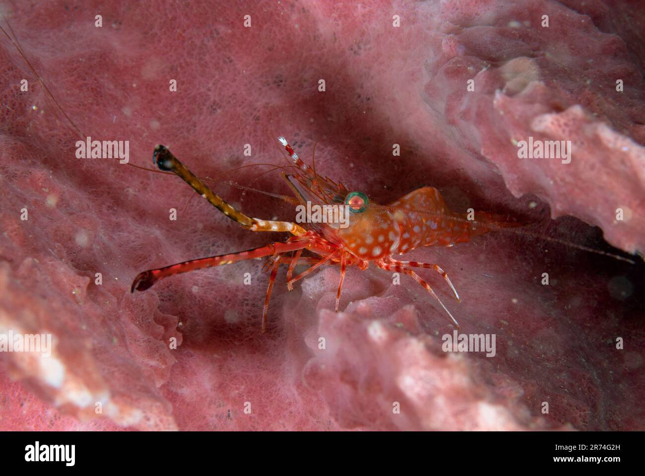 Henderson's hinge-beak shrimp, Cinetorhynchus hendersoni, in Barrel Sponge, Xestospongia testudinaria, night dive, Nudi Falls dive site, Lembeh Strait Stock Photo