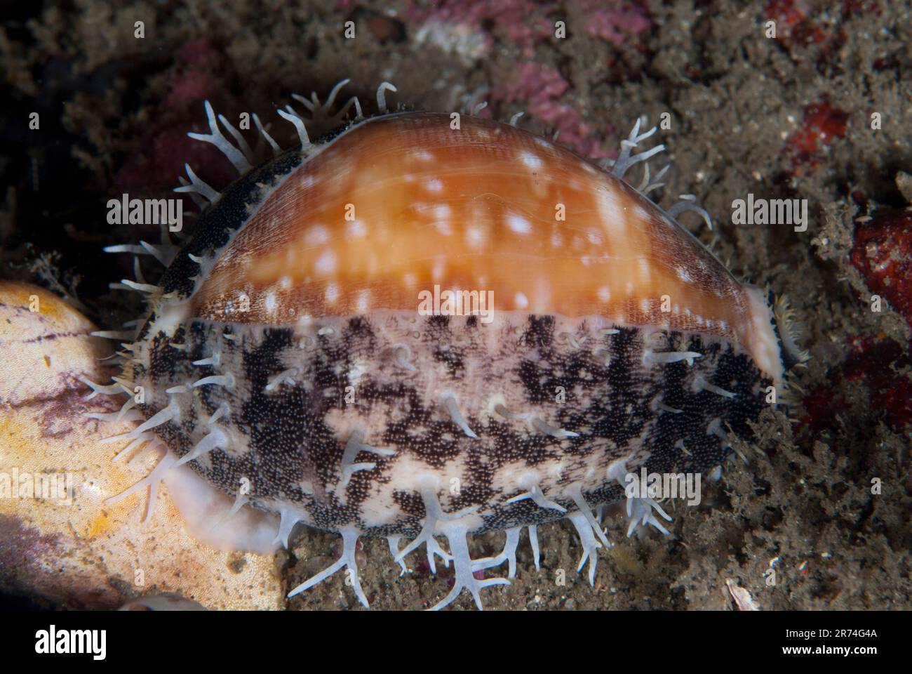 Map Cowrie Shell, Cypraea mappa, night dive, Nudi Falls dive site, Lembeh Straits, Sulawesi, Indonesia Stock Photo