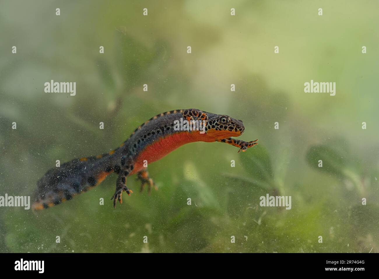 Underwater, fine art portrait of the alpine newt (Ichthyosaura alpestris) Stock Photo