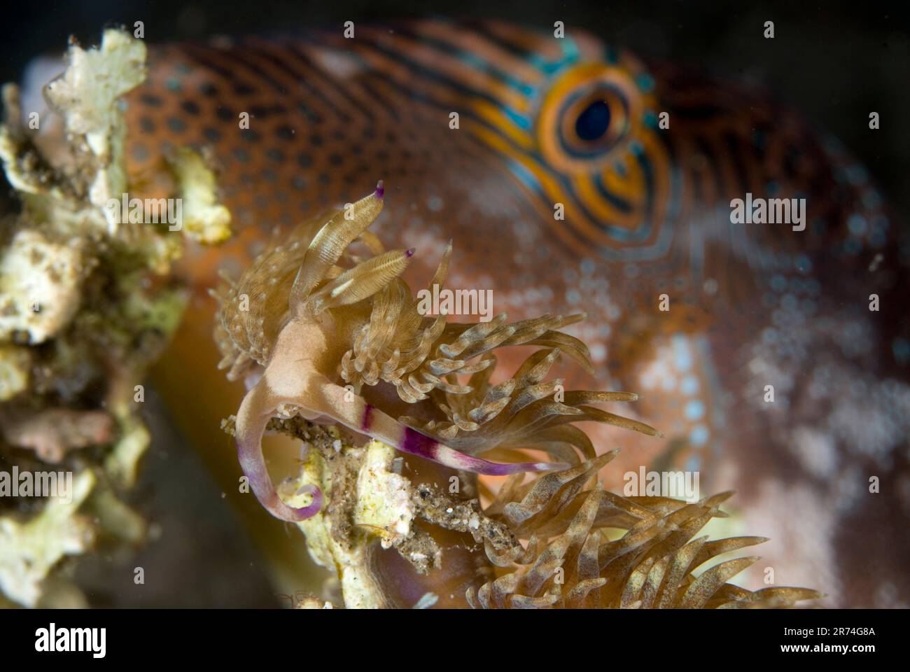 Aeolid Nudibranch, Pteraeolidia ianthina, with Spotted Toby, Canthigaster solandri, in background, Serena Besar dive site, Lembeh Straits, Sulawesi, I Stock Photo