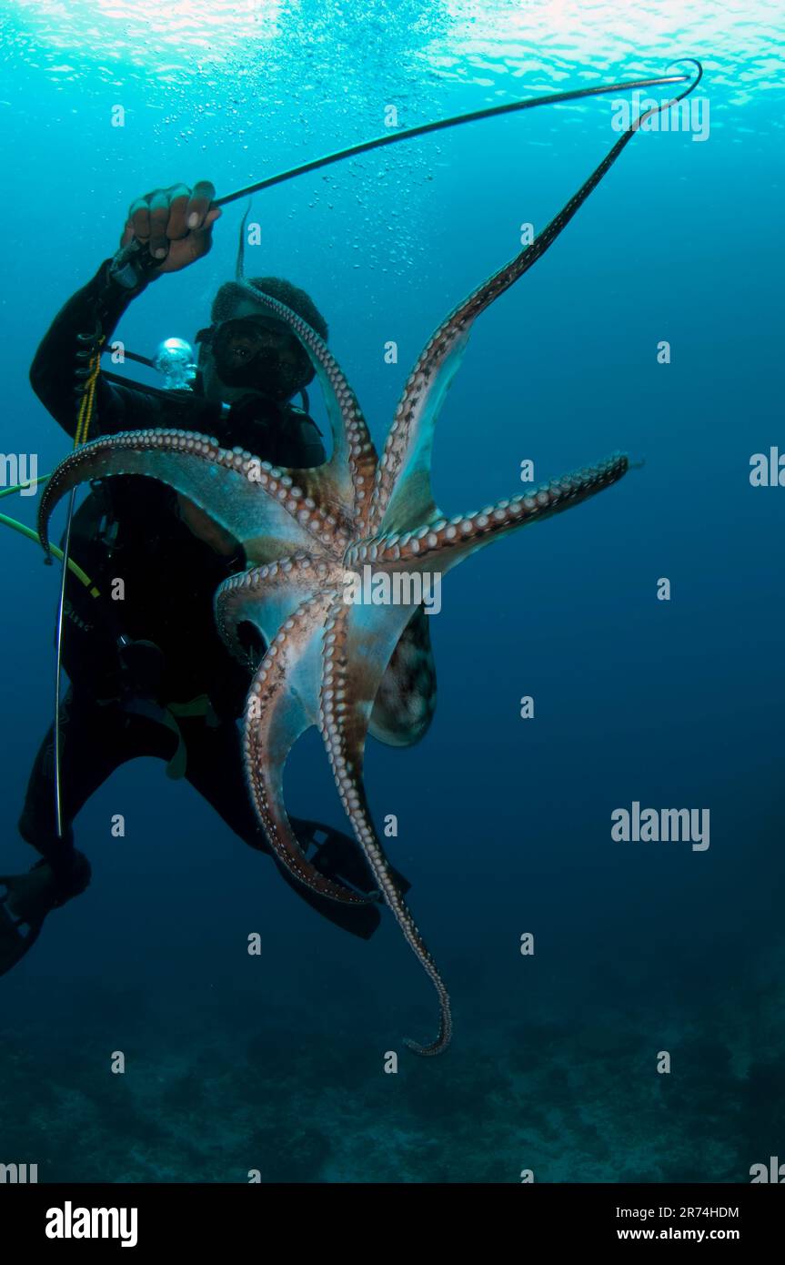 Diver with Day Octopus, Octopus cynae, Pintu Kota dive site, Ambon