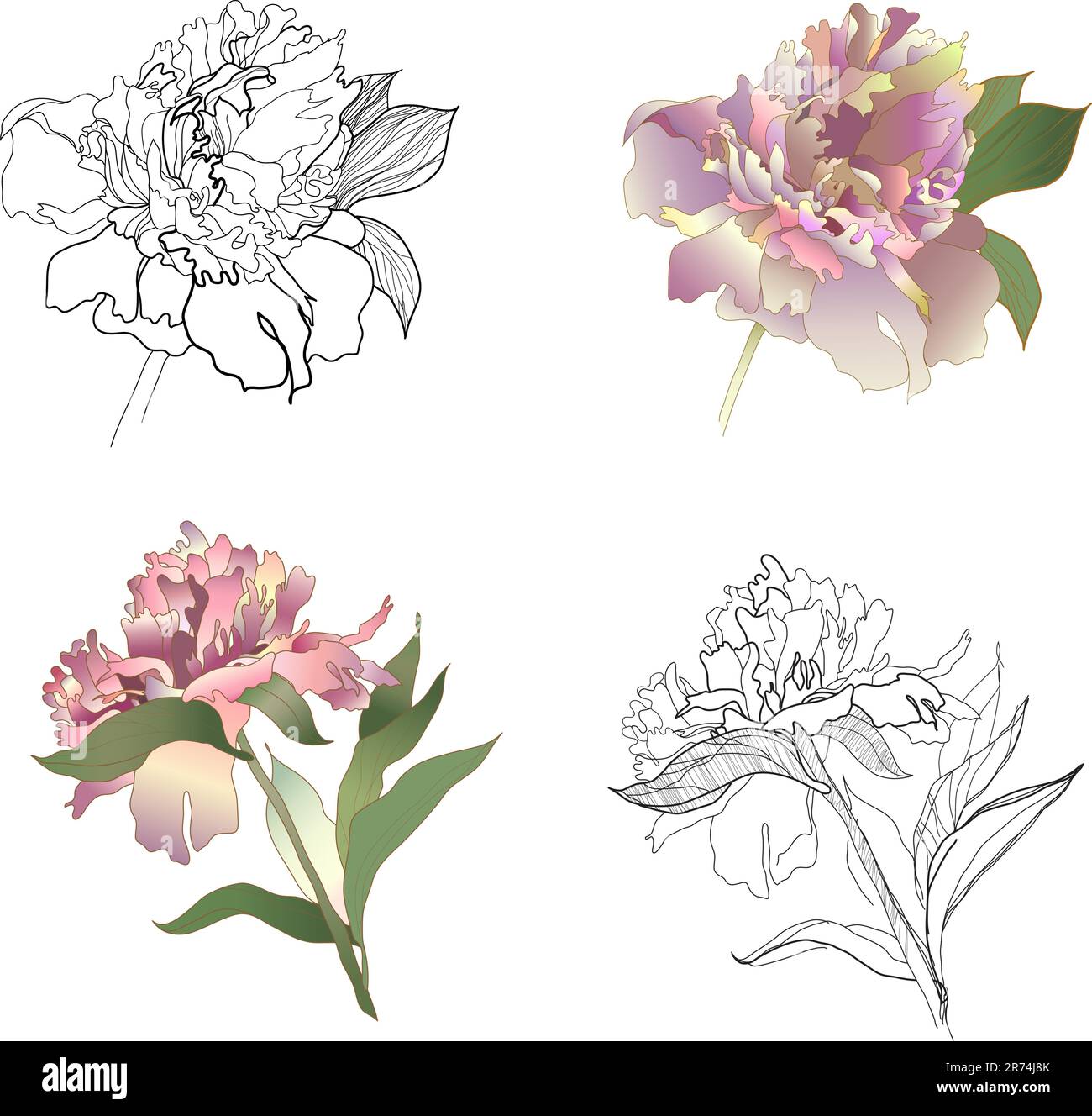 peony black & white and coloured set Stock Vector Image & Art - Alamy