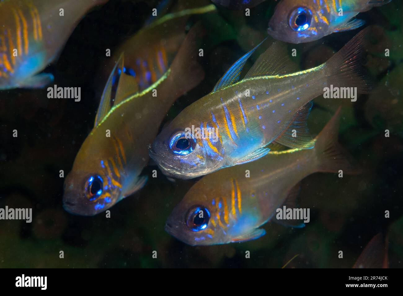 Threadfin Cardinalfish, Zoramia leptacantha, Cardinal Point dive site