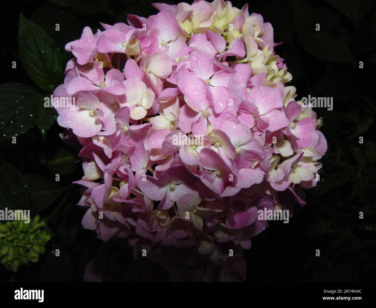 The pink and white Hydrangea flower on top of green leaves and water ...