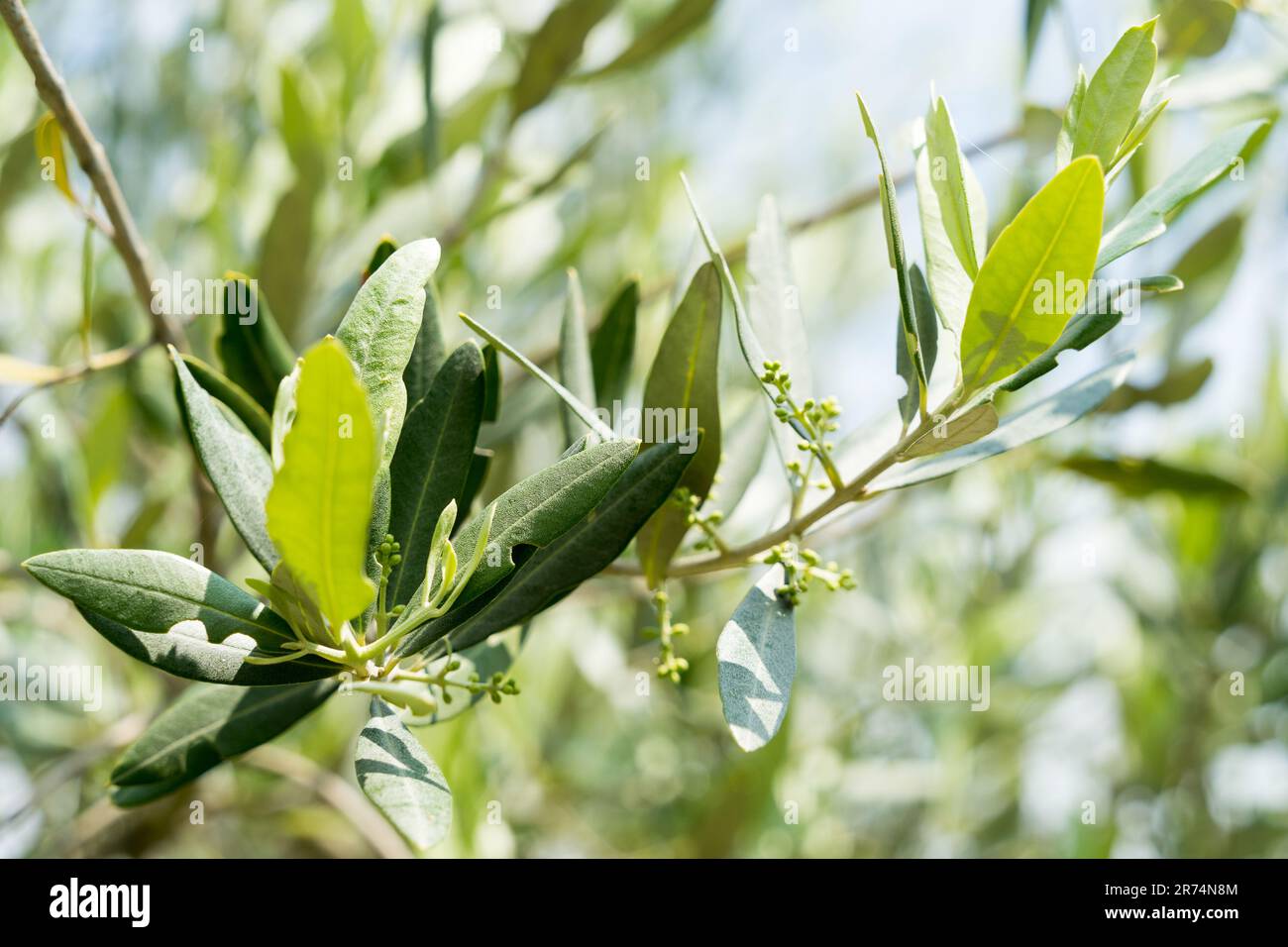Olive tree, closeup on the leaves and flowers Stock Photo