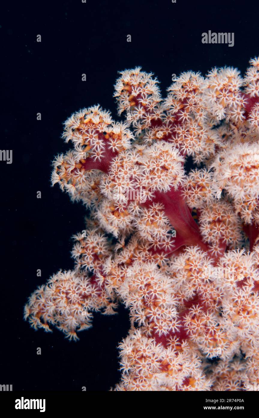 Cherry Blossom Coral, Siphonogorgia godeffroyi, Tanjung Nukae dive site, Wetar Island, near Alor, Indonesia Stock Photo