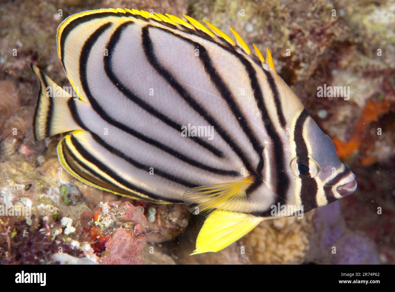 Meyer's Butterflyfish, Chaetodon meyersi, night dive, Perai Village dive site, Wetar Island, near Alor, Indonesia Stock Photo