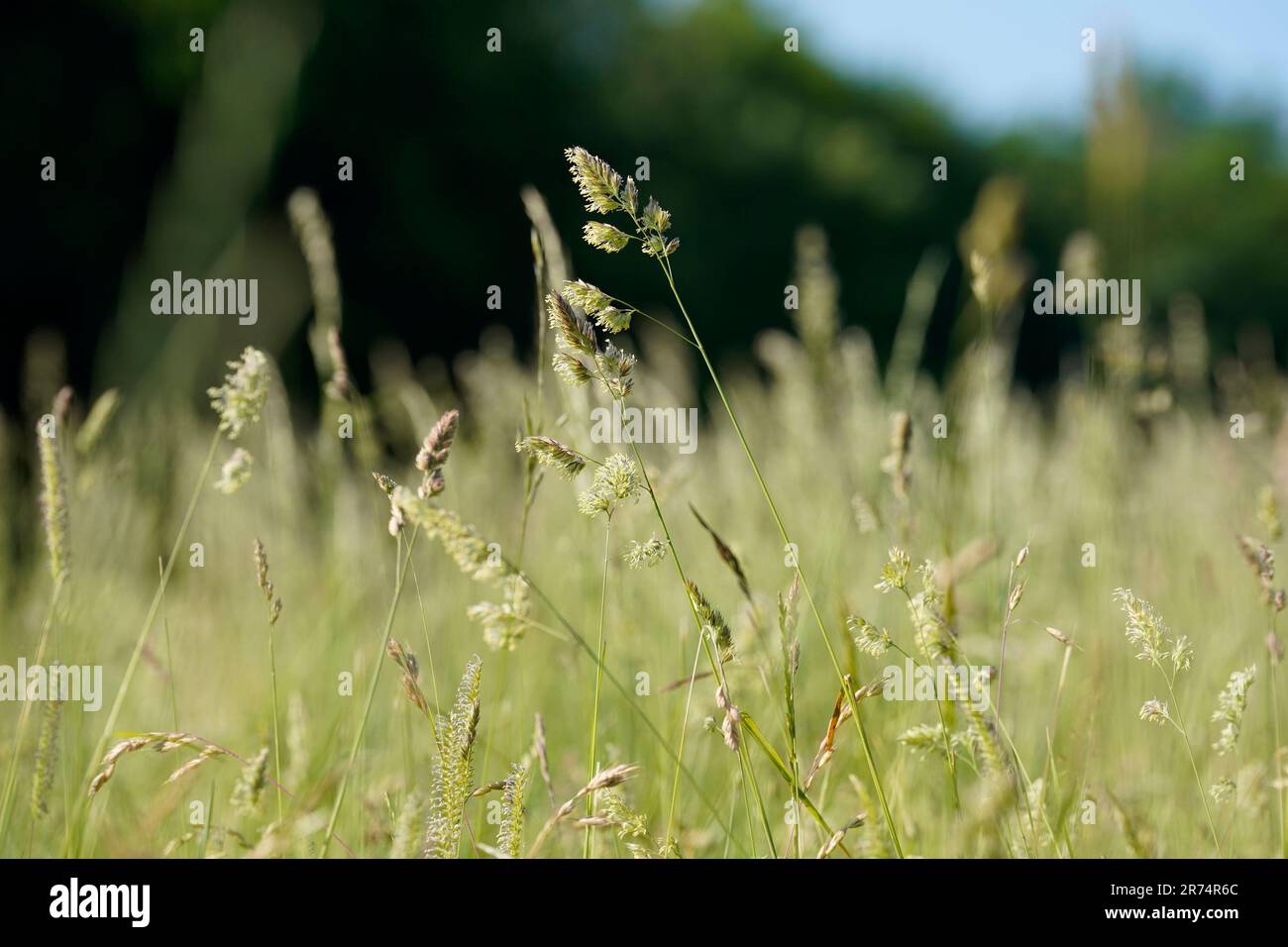 Hayfever ampics hi-res stock photography and images - Alamy