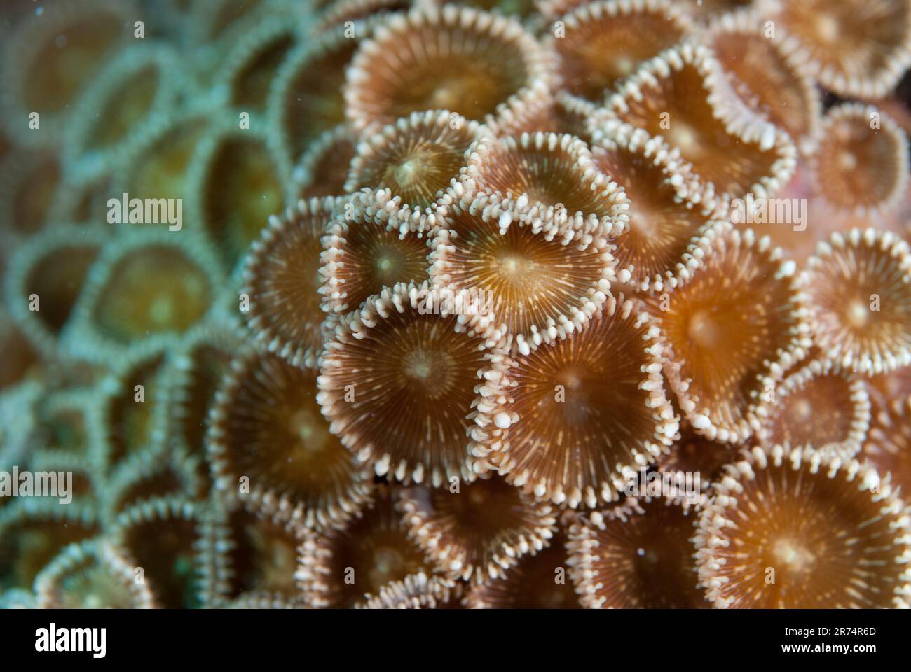 Oral disc of Coral polyps, Palythoa sp, Tutuntute dive site, near Uhak village, Wetar Island, near Alor, Indonesia Stock Photo