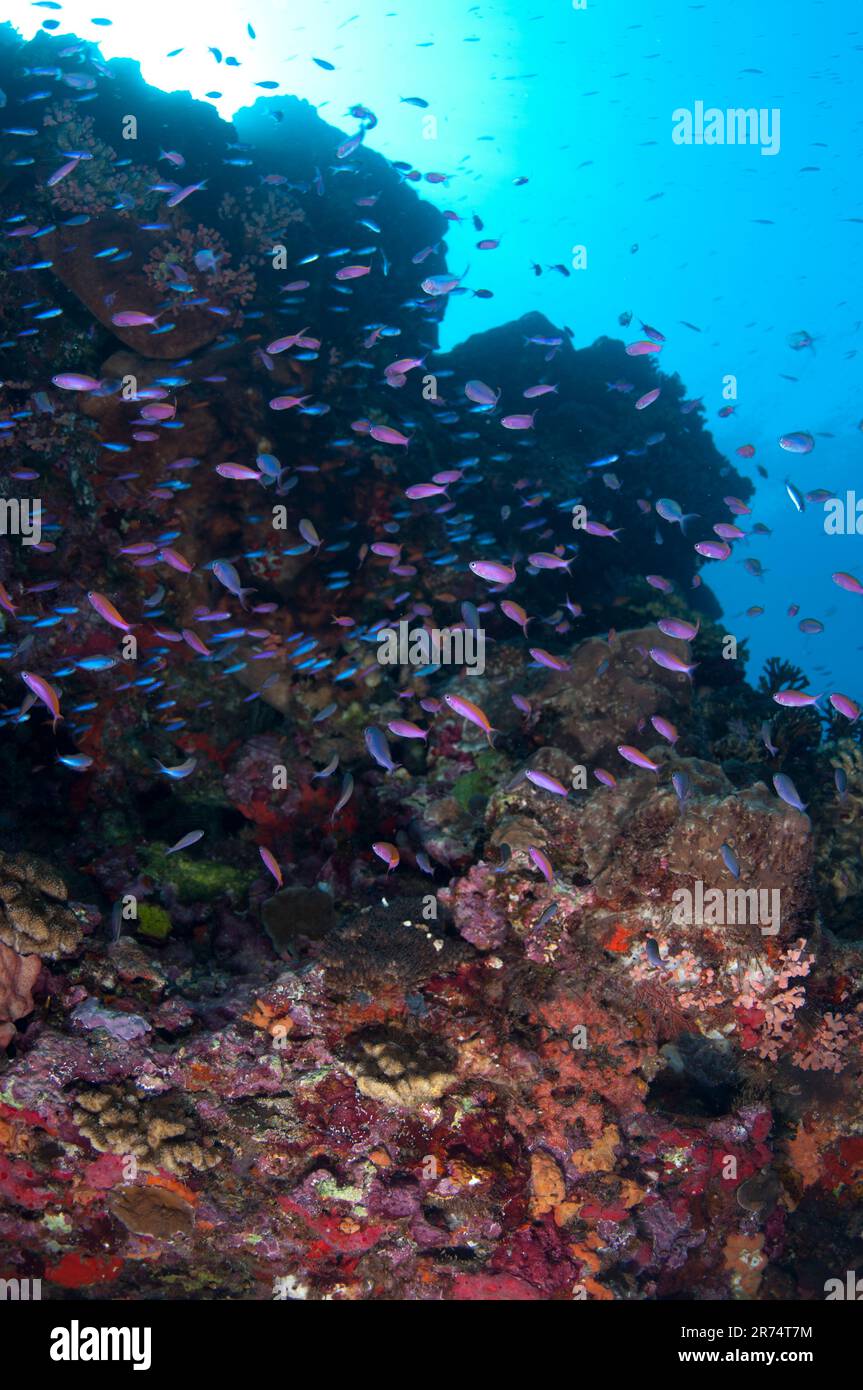 School of Purple Anthias, Pseudanthias tuka, with sun in background, Snake Ridge dive site, Gunung Api, near Alor, Indonesia Stock Photo