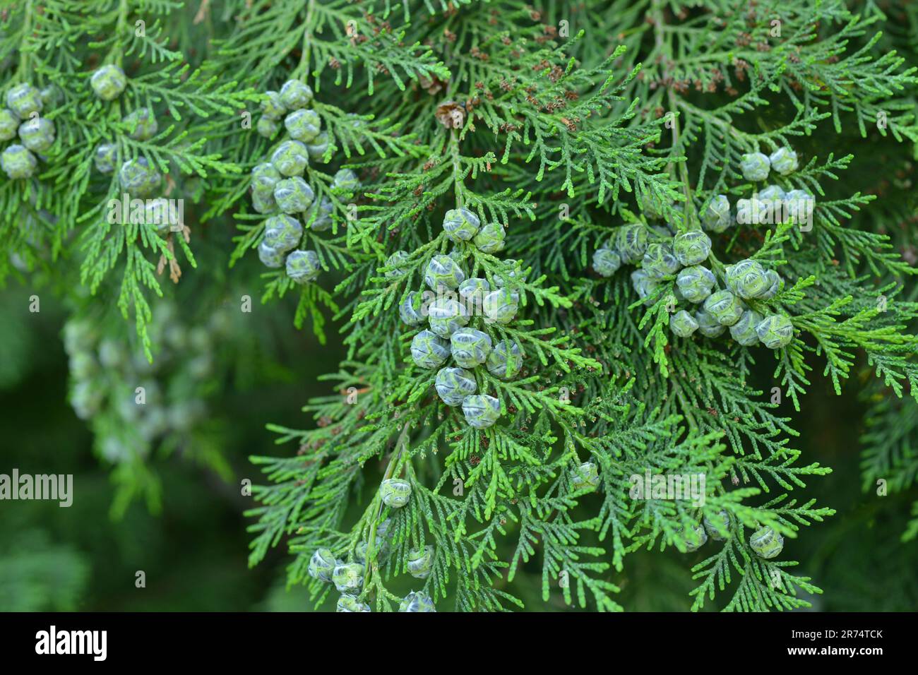 A green branch of Lawson's cypress blooming in the summer garden Stock Photo