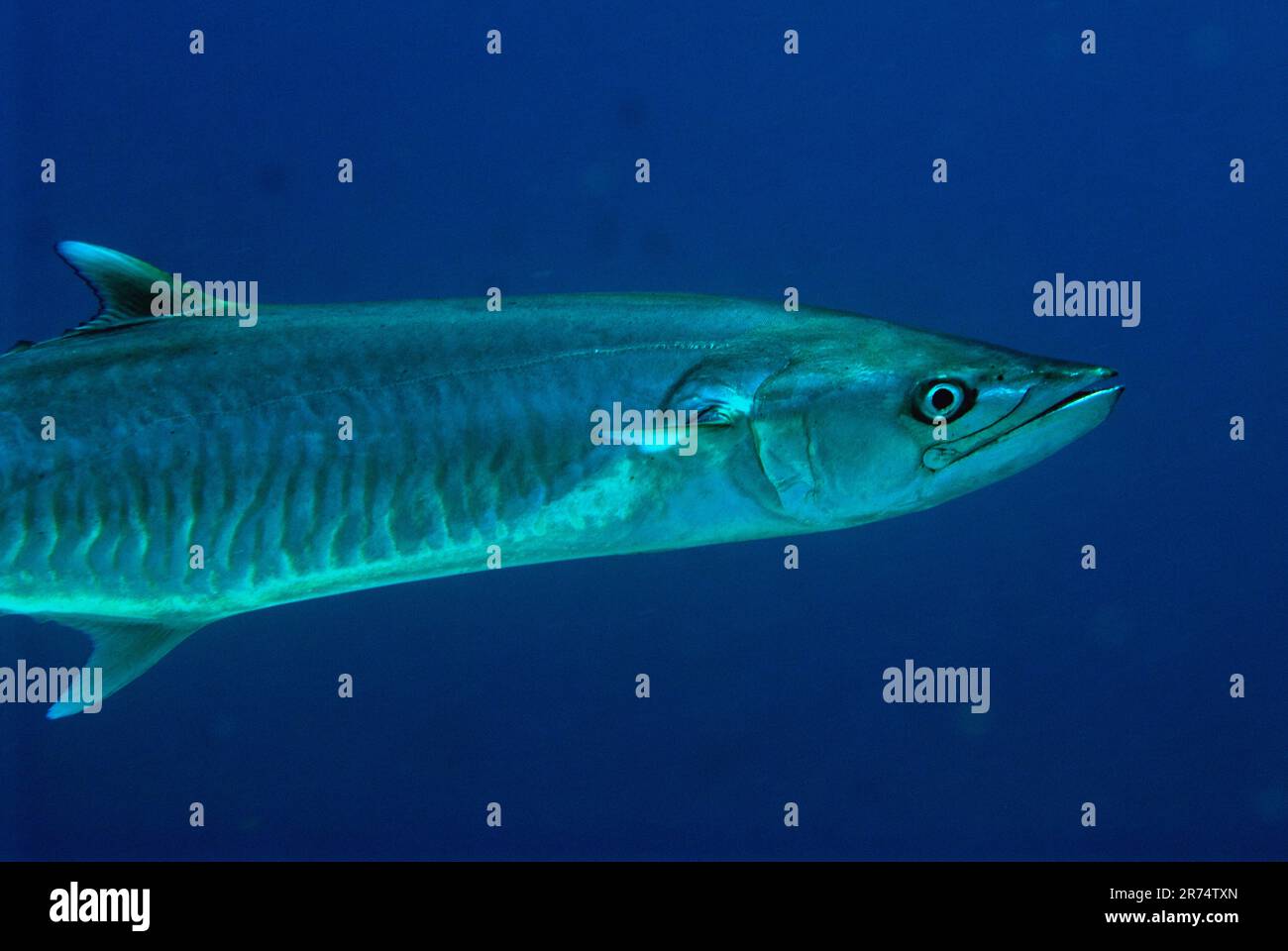Narrow Barred Spanish Mackerel, commerson, classified as Near Threatened, Ameth