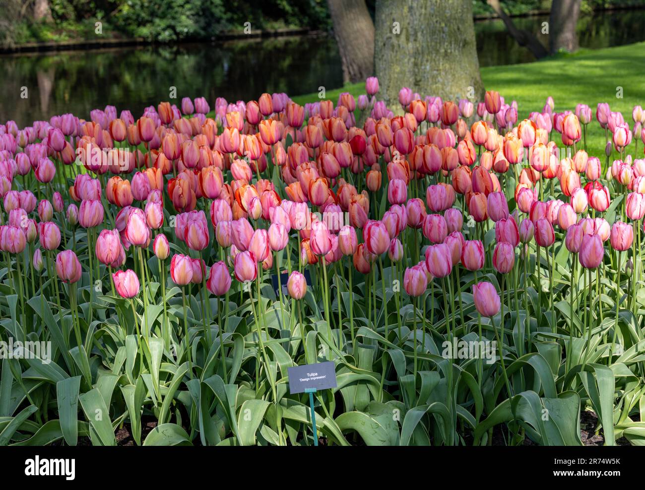 Colorful tulips in the Keukenhof Garden in Lisse, Holland, Netherlands ...