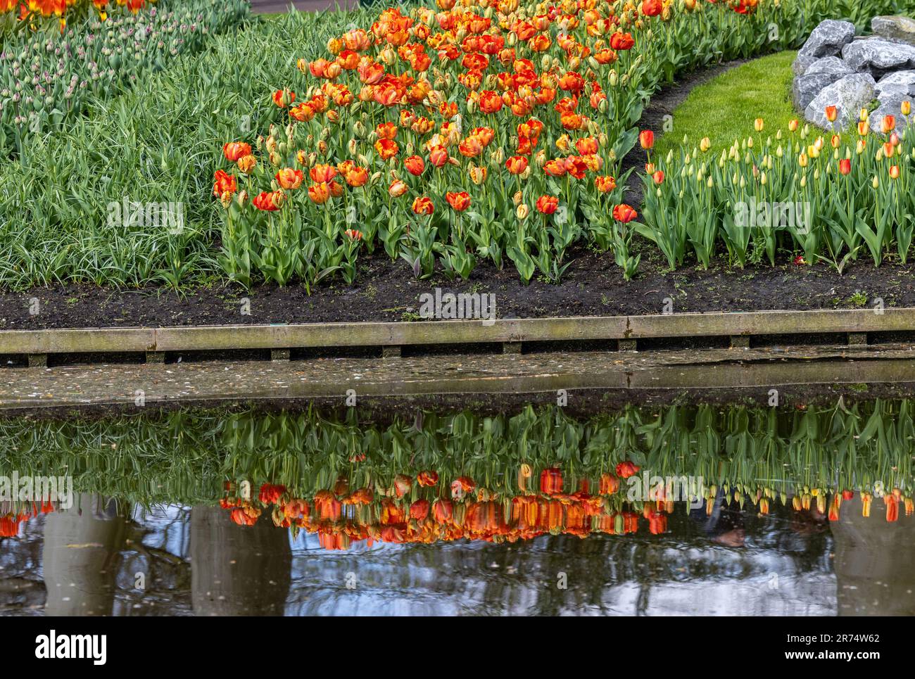 Colorful tulips in the Keukenhof Garden in Lisse, Holland, Netherlands ...