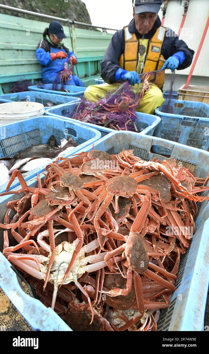 Chionoecetes bairdi (bairdi crab / tanner crab) are caught in Samani