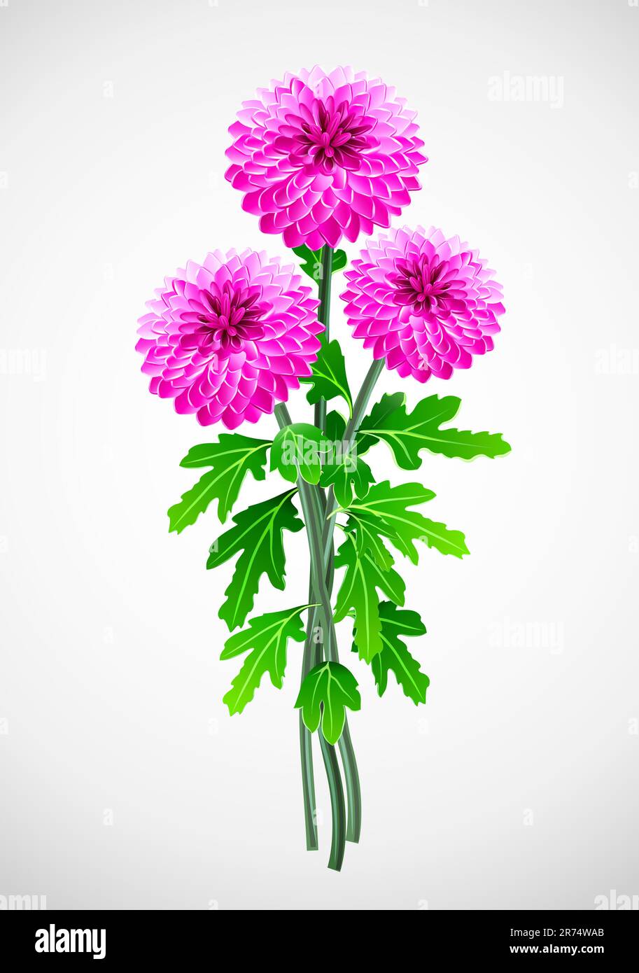 bouquet of red flower chrysanthemum vector illustration Stock Vector