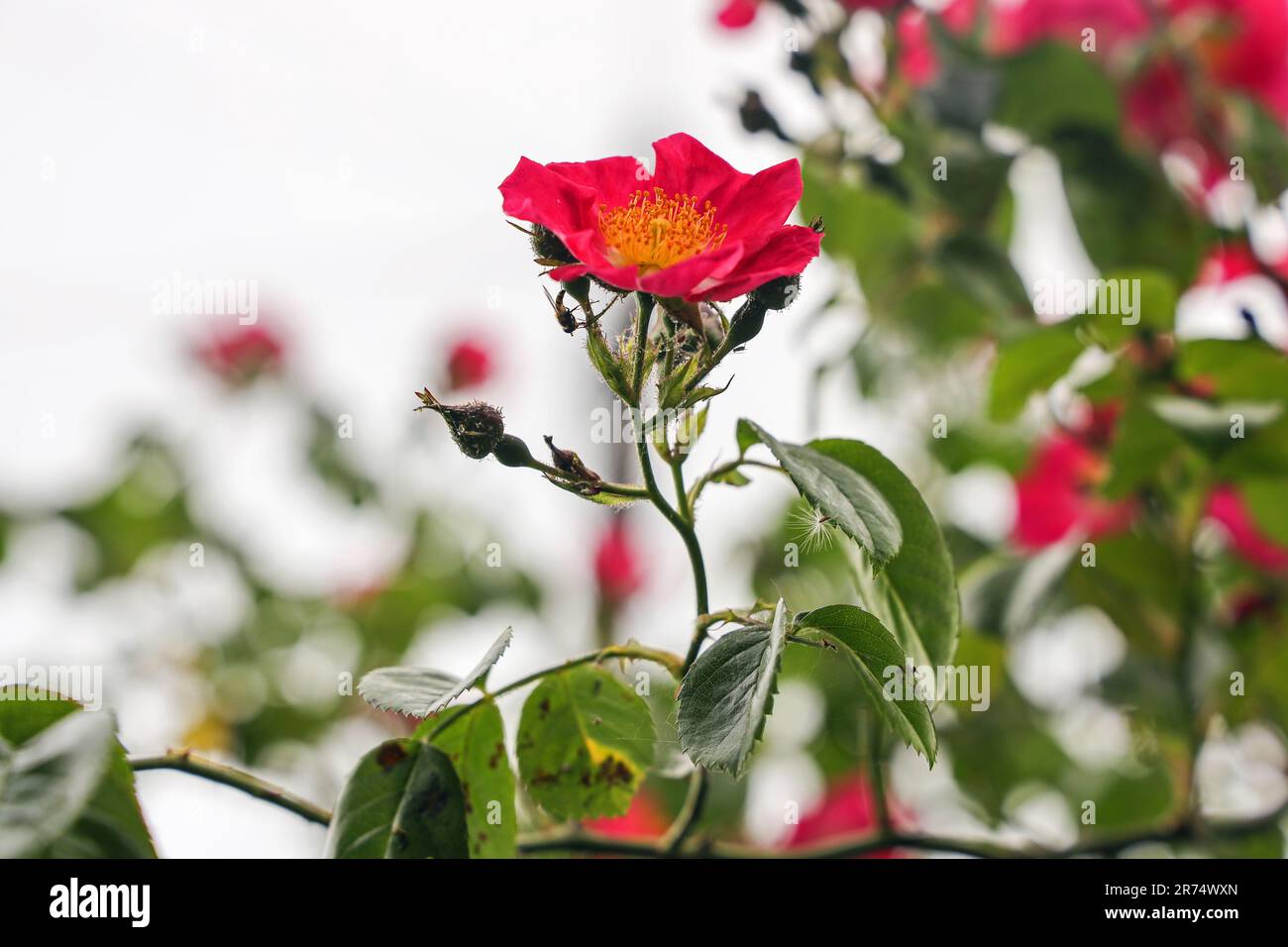 Single rambling rose (Dog Rose) against a soft focus background. Single rose has a fly / bee. aphid and dandelion seed visiting. Croppable with copy s Stock Photo