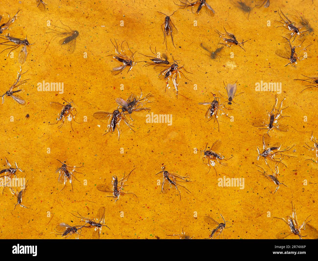 https://c8.alamy.com/comp/2R74X6P/close-up-of-various-small-flies-stuck-on-a-yellow-sticky-flytrap-2R74X6P.jpg