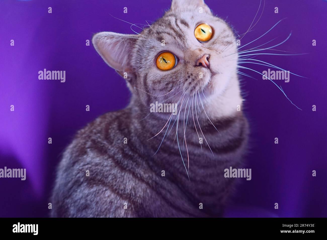 A portrait of an adorable tabby cat with orange eyes against a purple ...