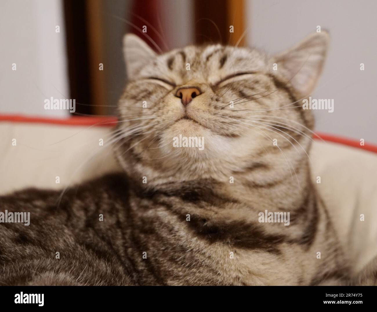 A portrait of an adorable tabby cat Stock Photo - Alamy