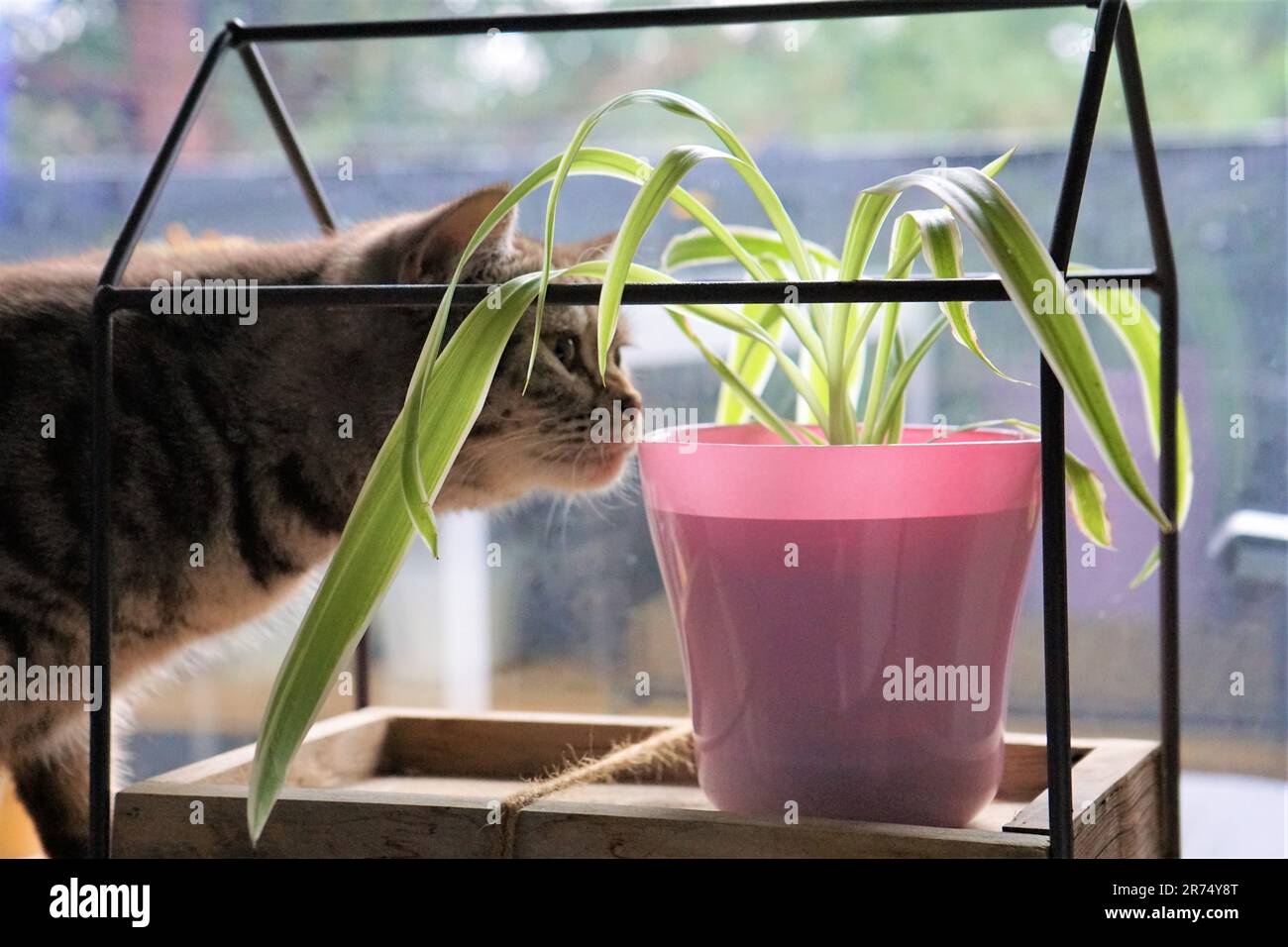 An adorable tabby cat sniffing a plant. Stock Photo