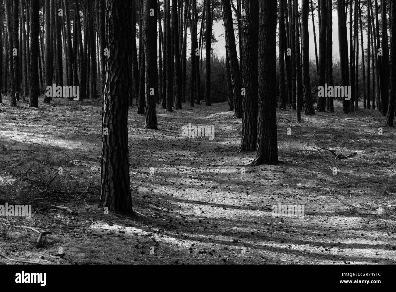 Coniferous forest floor Black and White Stock Photos & Images - Alamy