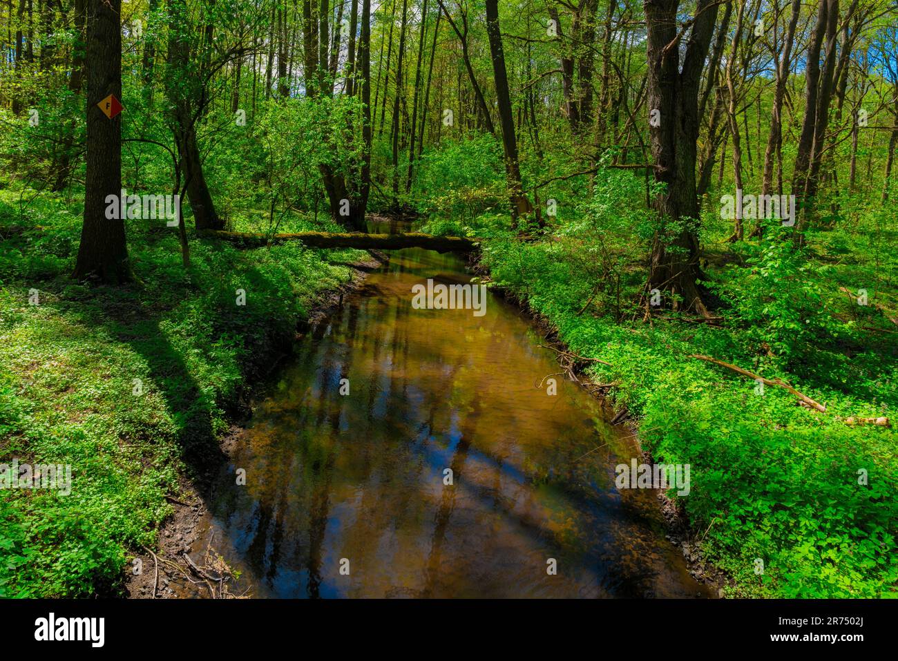 Small narrow river with no reflections in spring in a beautiful green forest Stock Photo