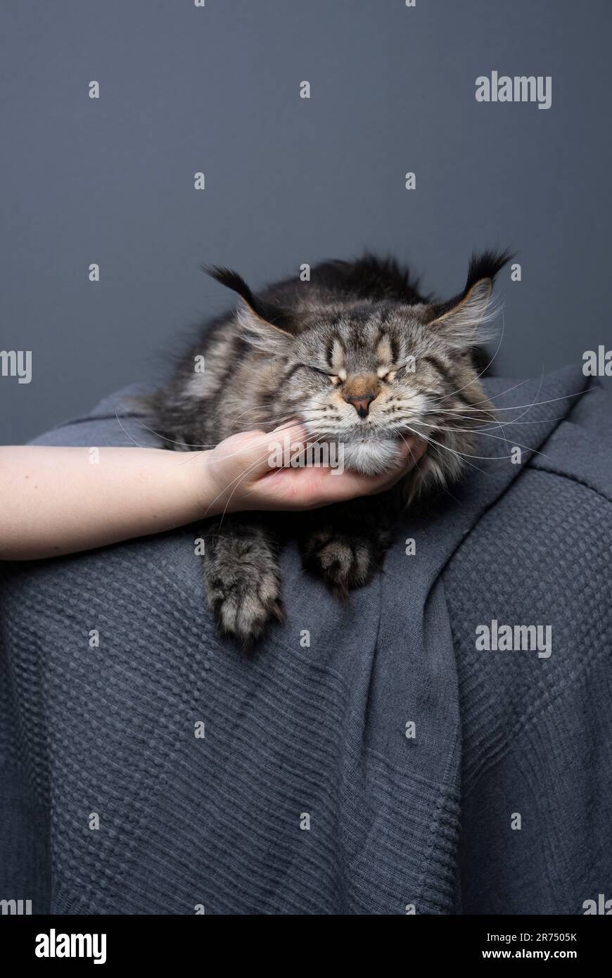 hand of unrecognizable person petting maine coon cat under the chin