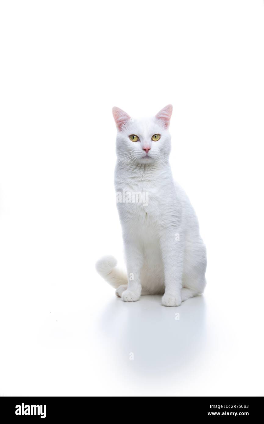 white cat sitting on the ground looking at camera, studio shot on white ...