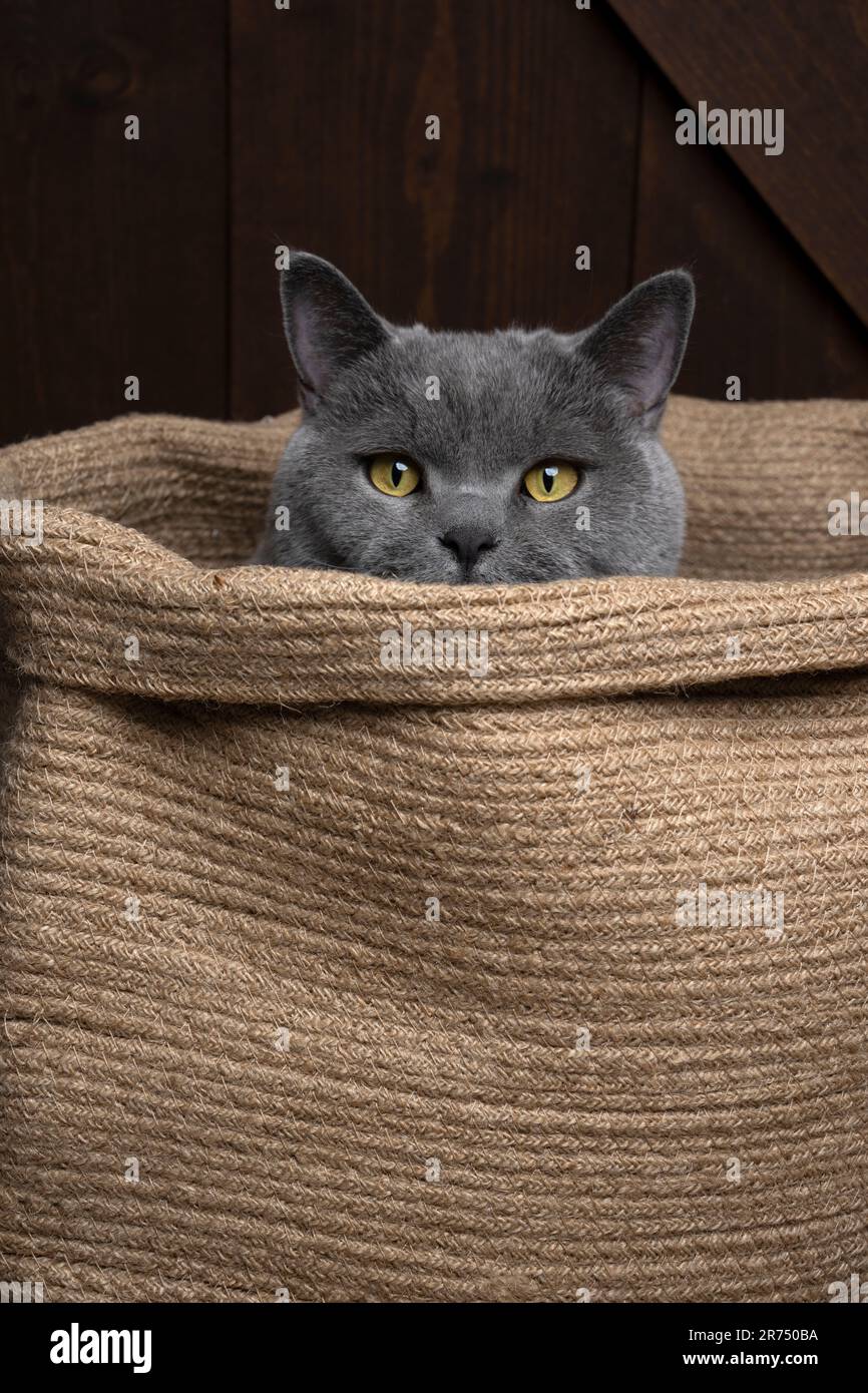 curious british shorthair blue cat inside of a jute bag or basket peeking out. Stock Photo