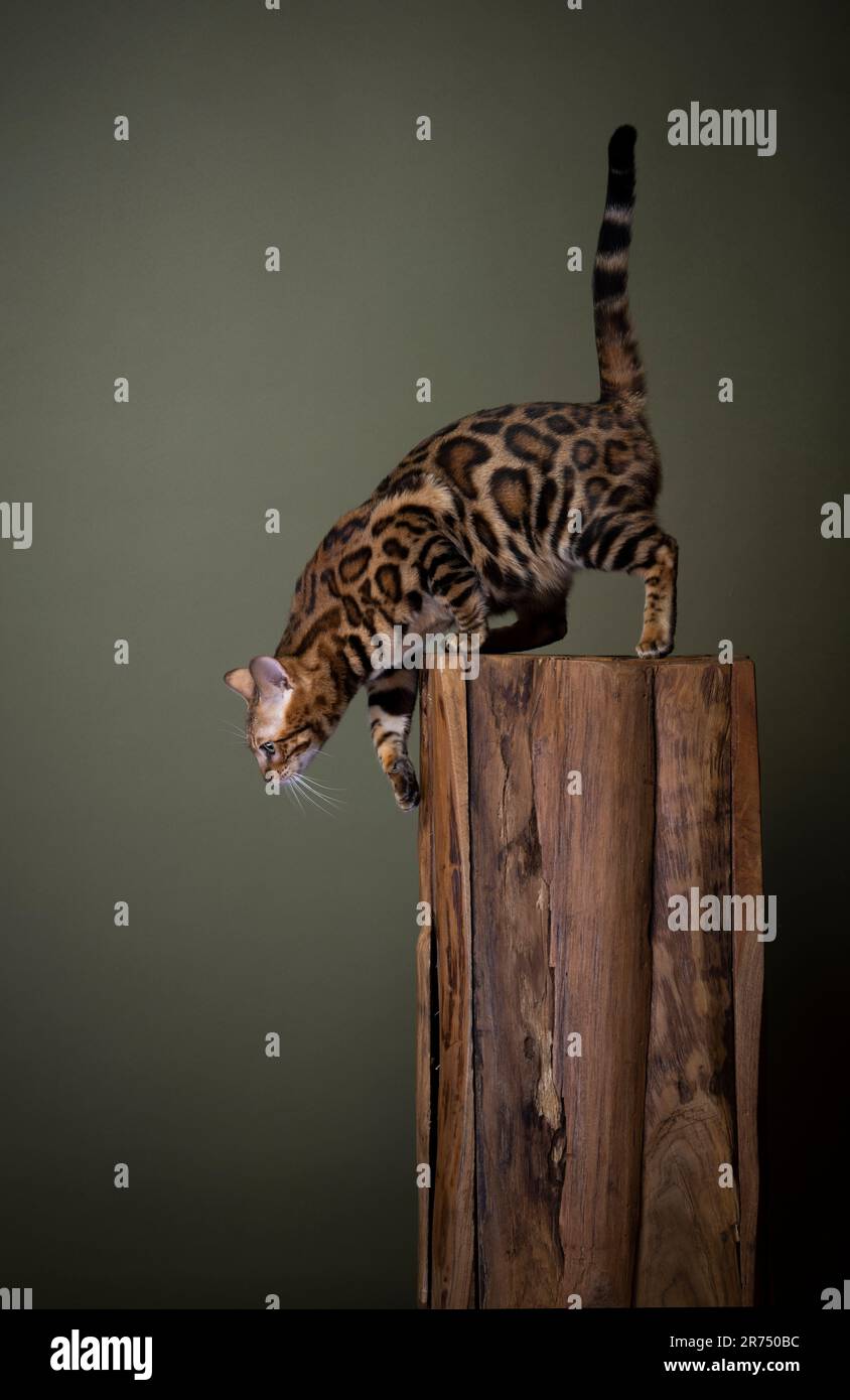 side view of a curious bengal cat looking down descending on a wooden pillar, studio shot on green olive background with copy space Stock Photo