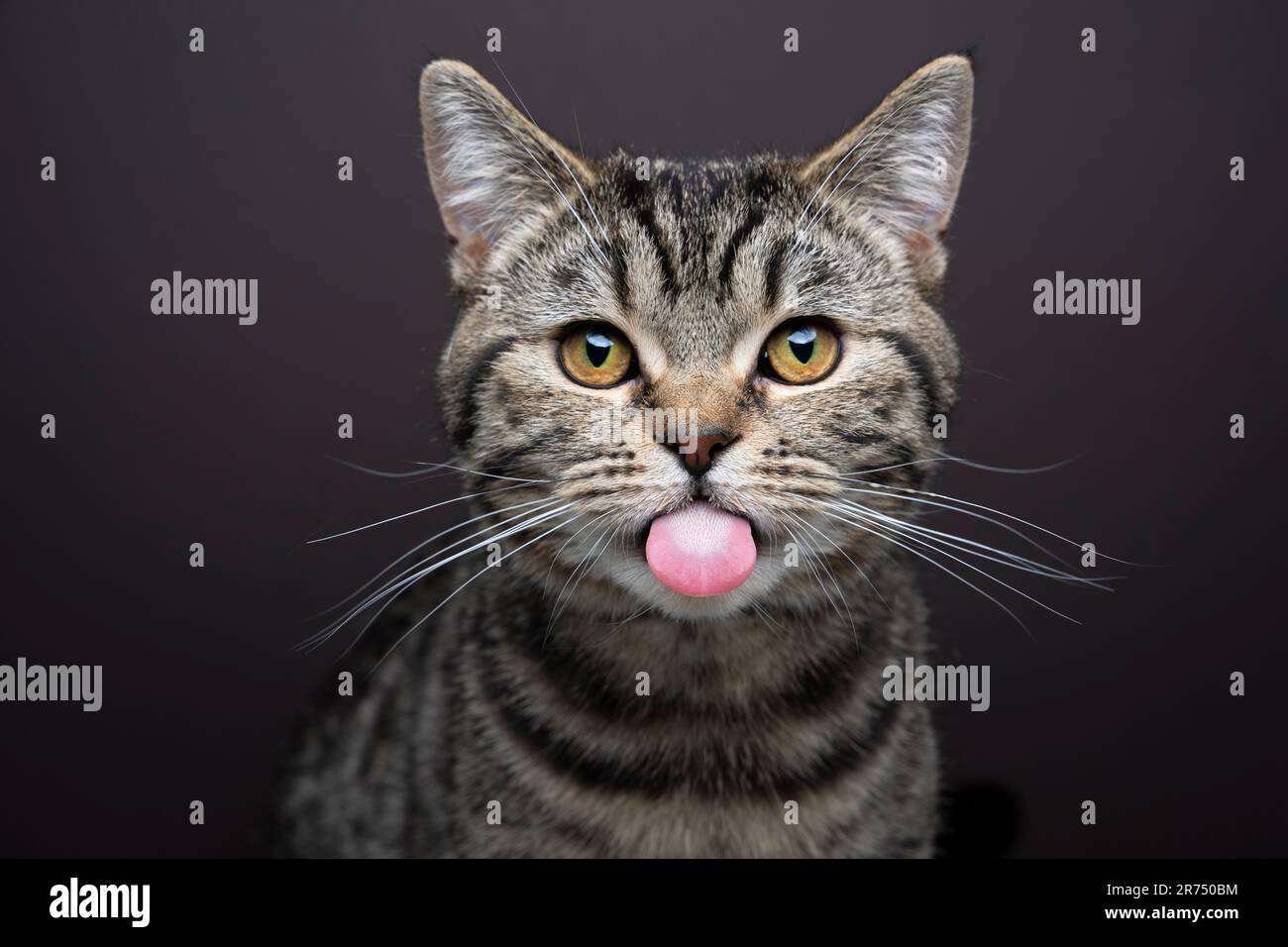 cute mischievous tabby cat sticking out tongue looking at camera. funny studio portrait on brown background Stock Photo
