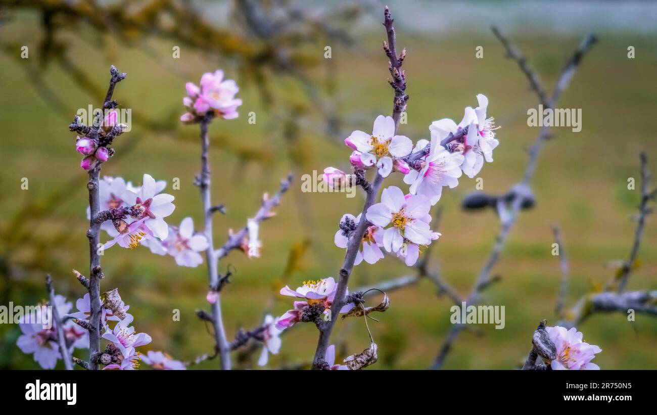Blossoming almond tree near Fleury d'Aude Stock Photo