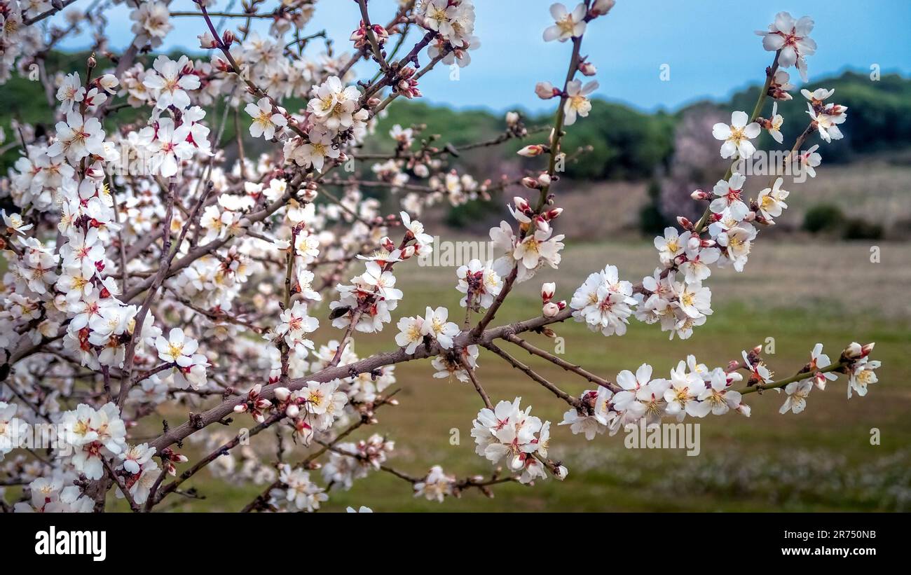 Blossoming almond tree near Fleury d'Aude Stock Photo