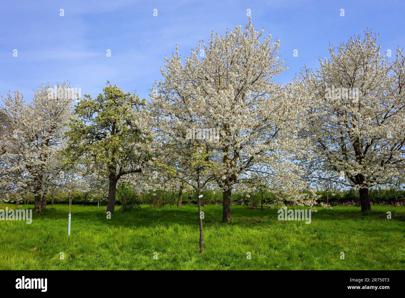 Orchard meadow in Xanten, North Rhine-Westphalia, Germany, Europe Stock Photo