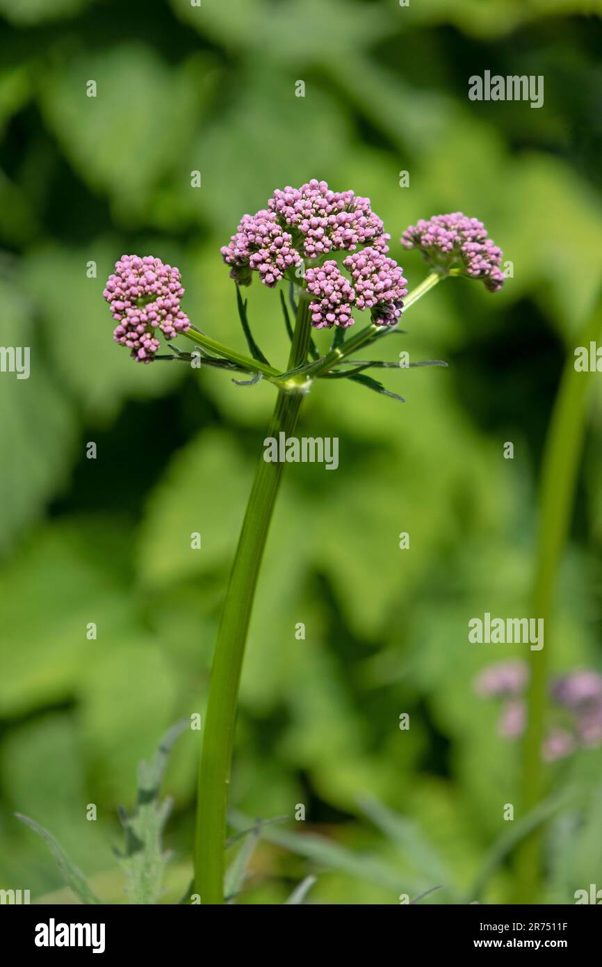 Pink Valerian  flowers in the garden, Valeriana officiales, close up and green background Stock Photo