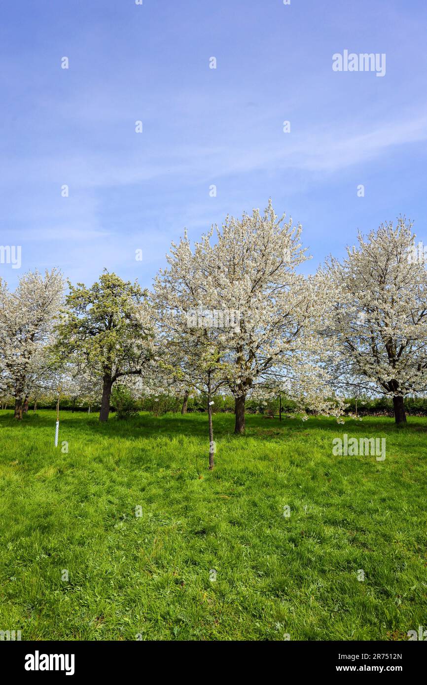 Orchard meadow in Xanten, North Rhine-Westphalia, Germany, Europe Stock Photo