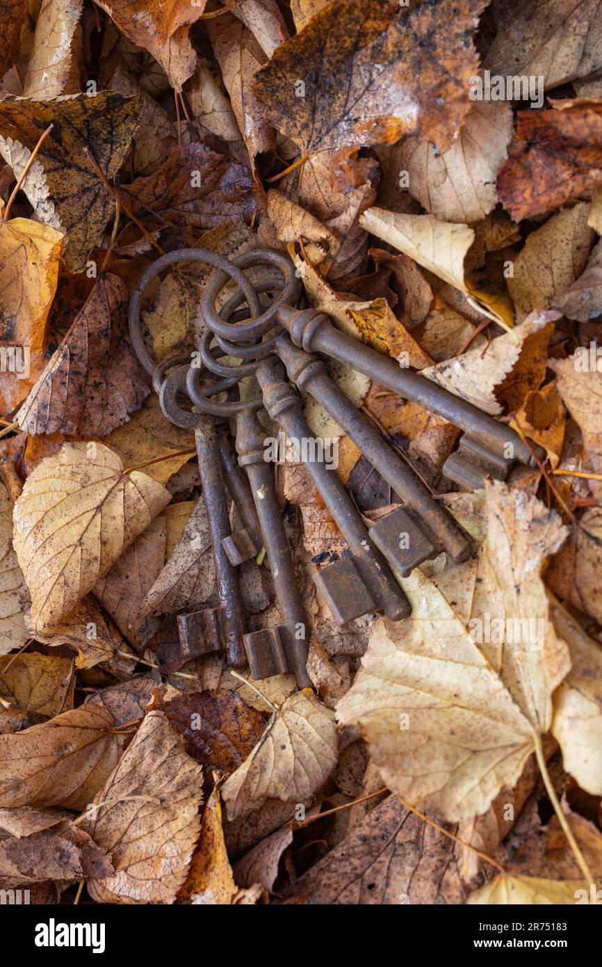 Old rusty keys lying in autumn leaves, keys lost, Stock Photo