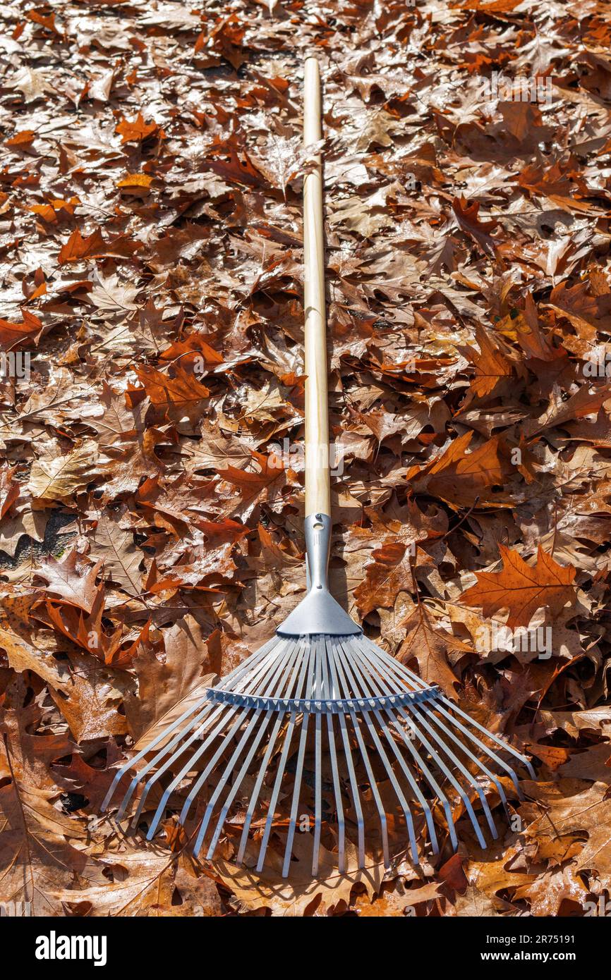 Leaf rake lies in the autumn leaves, Stock Photo