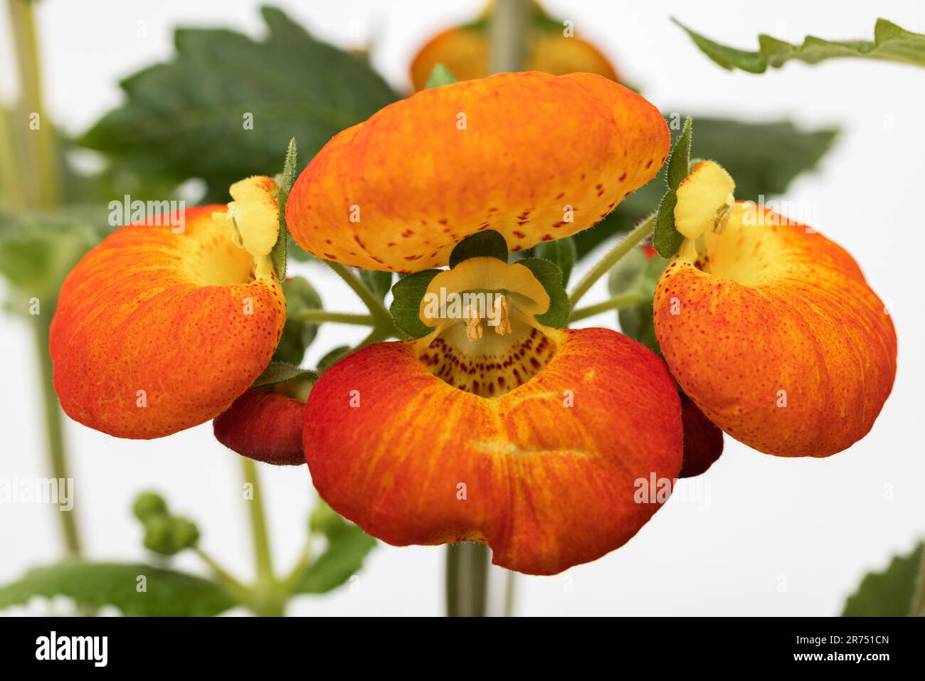 Slipper flower, detail, yellow and orange flowers, white background, Stock Photo