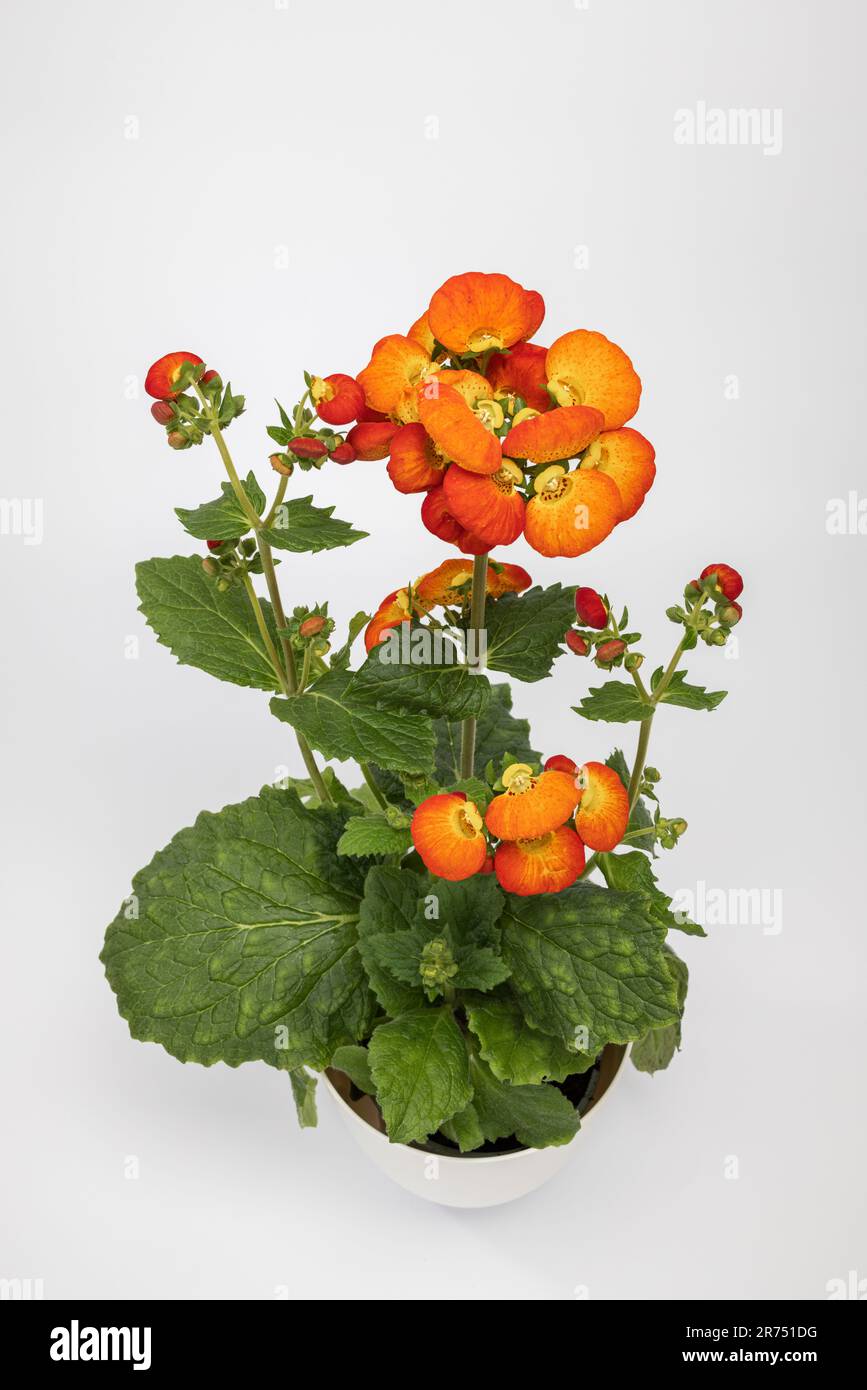 Slipper flower in white pot with yellow and orange flowers, white background, Stock Photo