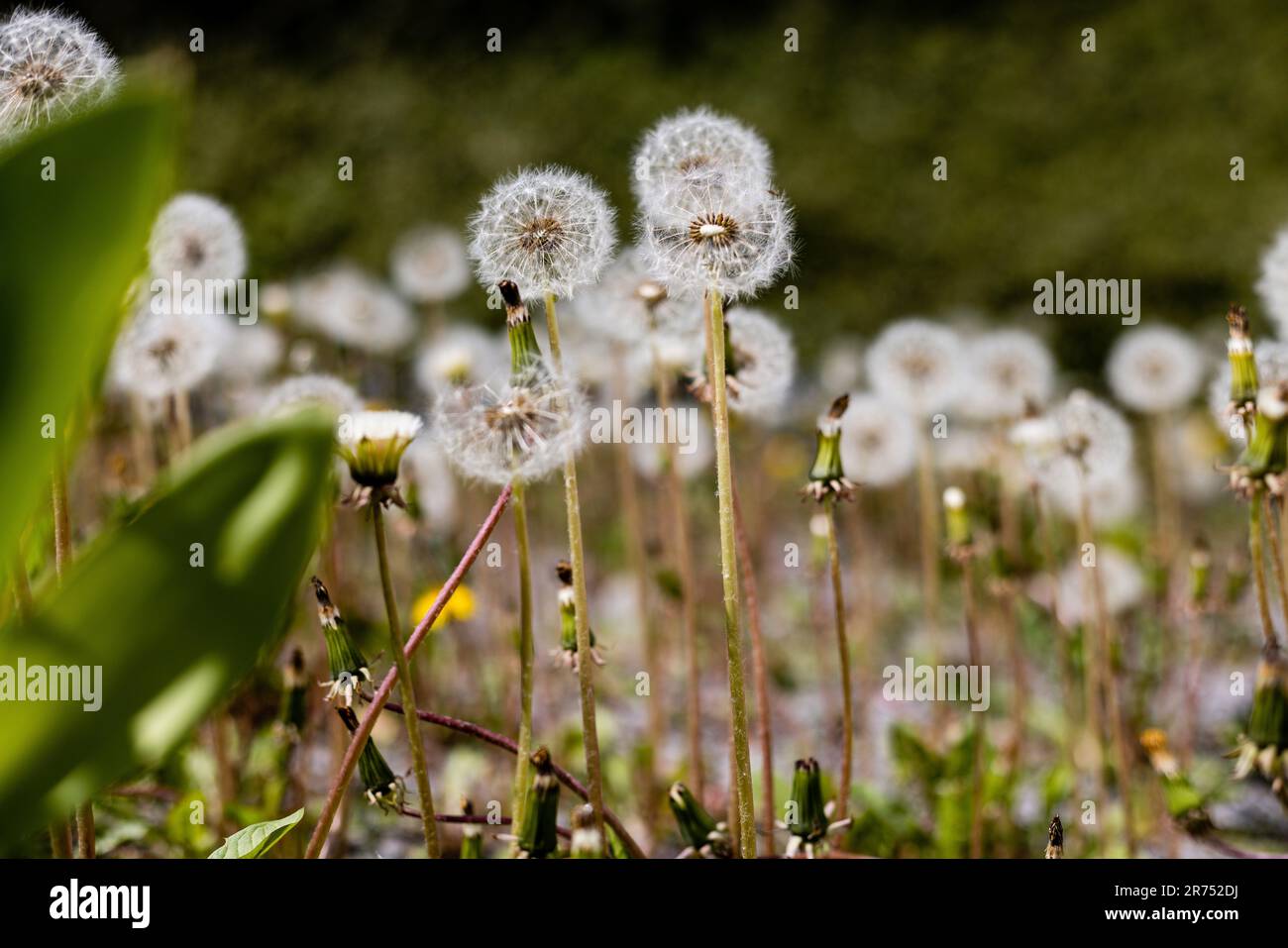 Mass of dandelion seeds hi-res stock photography and images - Alamy
